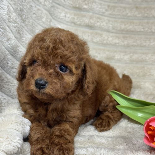 Dolly,  femelle type caniche nain couleur rouge #4