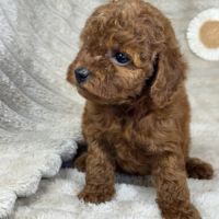 Dolly,  femelle type caniche nain couleur rouge #1
