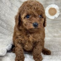 Dolly,  femelle type caniche nain couleur rouge #2