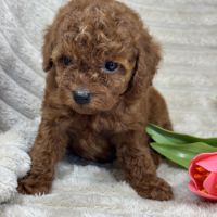 Dolly,  femelle type caniche nain couleur rouge