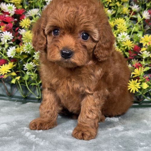 Achille, mâle type caniche nain couleur rouge #5