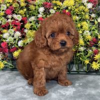 Achille, mâle type caniche nain couleur rouge #4