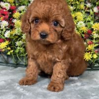 Achille, mâle type caniche nain couleur rouge #5