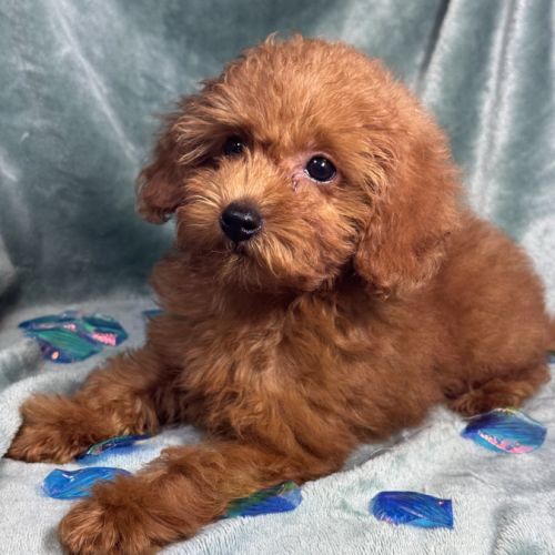 Marguerite,femelle type caniche nain couleur rouge #4