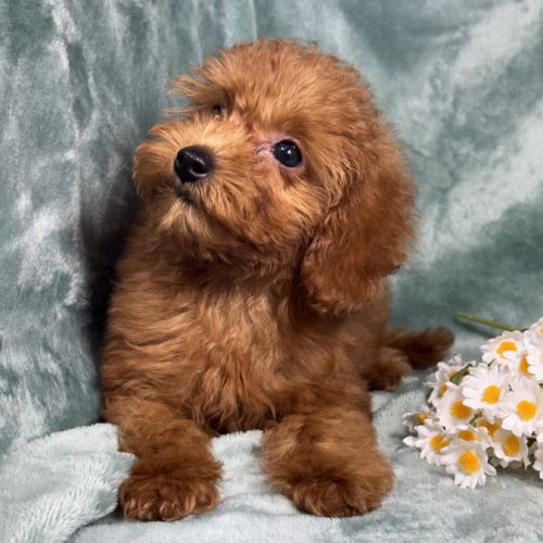 Marguerite,femelle type caniche nain couleur rouge #5