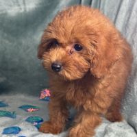 Marguerite,femelle type caniche nain couleur rouge #2