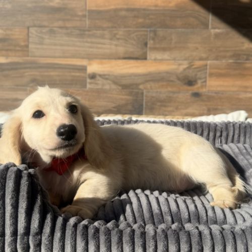 Chiot mâle teckel crème poil long #2