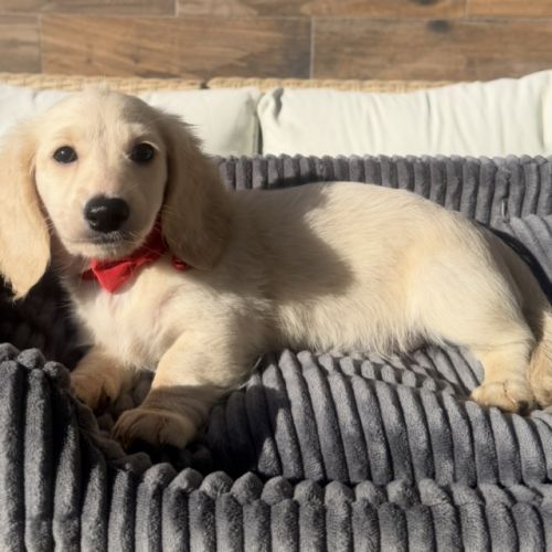 Chiot mâle teckel crème poil long #3