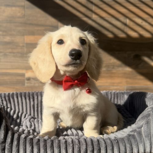 Chiot mâle teckel crème poil long #0