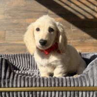 Chiot mâle teckel crème poil long #1