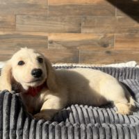 Chiot mâle teckel crème poil long #2