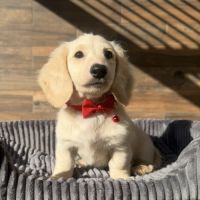 Chiot mâle teckel crème poil long