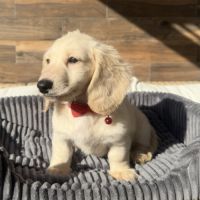 Chiot mâle teckel crème poil long #5