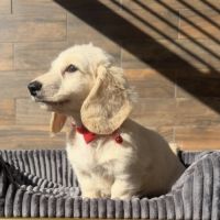 Chiot mâle teckel crème poil long #6