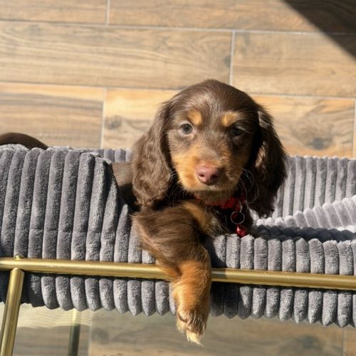 Chiots mâle teckel chocolat poil long #2
