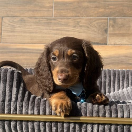 Chiots mâle teckel chocolat poil long #0