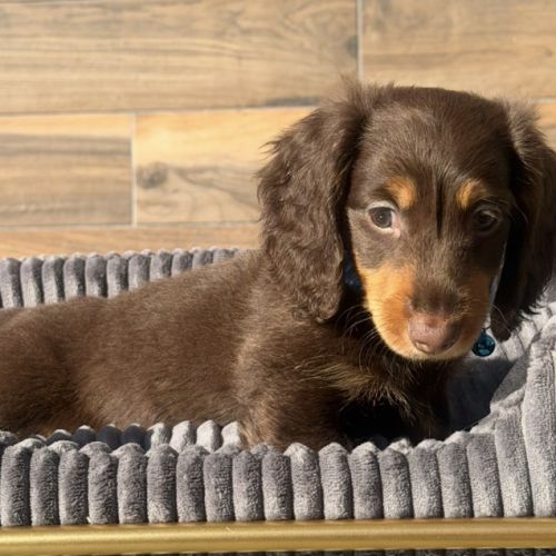Chiots mâle teckel chocolat poil long #7