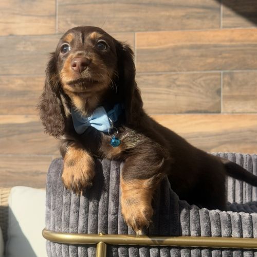Chiots mâle teckel chocolat poil long #8