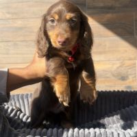 Chiots mâle teckel chocolat poil long #1