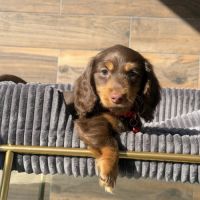 Chiots mâle teckel chocolat poil long #2