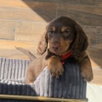 Chiots mâle teckel chocolat poil long #3