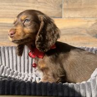 Chiots mâle teckel chocolat poil long #4