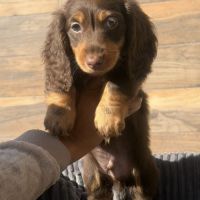 Chiots mâle teckel chocolat poil long #5