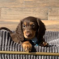 Chiots mâle teckel chocolat poil long