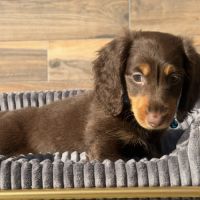 Chiots mâle teckel chocolat poil long #7