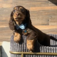 Chiots mâle teckel chocolat poil long #8