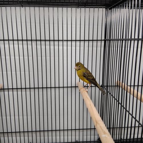 Femelle canari raza vert