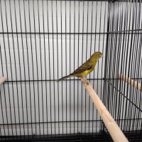 Femelle canari raza vert #1