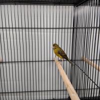 Femelle canari raza vert #0