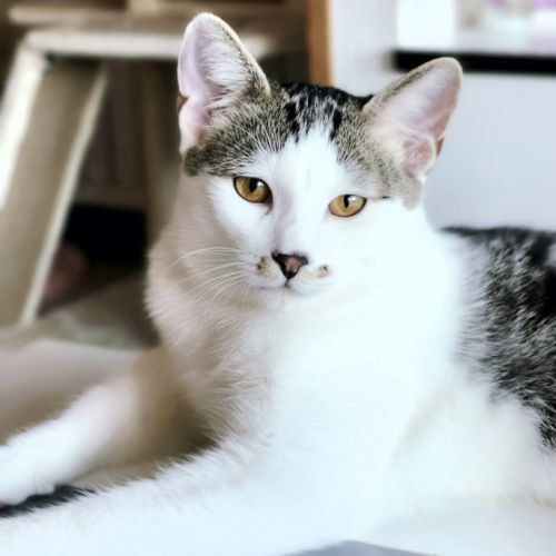 Don chaton mâle 6 mois