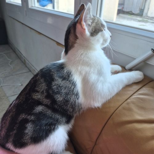 Don chaton mâle 6 mois #2