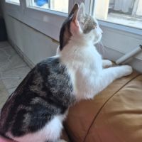 Don chaton mâle 6 mois #2