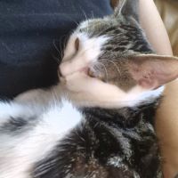 Don chaton mâle 6 mois #3