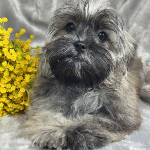 Cookie, mâle type shih tzu sable charbonné #0