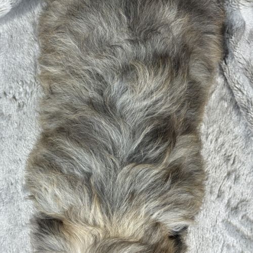 Cookie, mâle type shih tzu sable charbonné #5