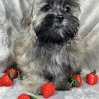 Cookie, mâle type shih tzu sable charbonné #1
