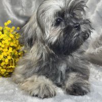 Cookie, mâle type shih tzu sable charbonné #2