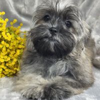 Cookie, mâle type shih tzu sable charbonné