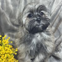 Cookie, mâle type shih tzu sable charbonné #4