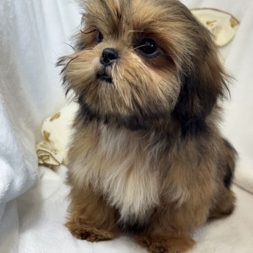 Bambi, mâle type shih tzu fauve uni #2
