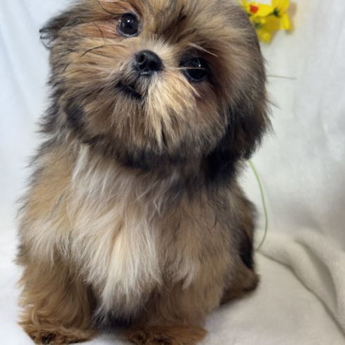 Bambi, mâle type shih tzu fauve uni #0