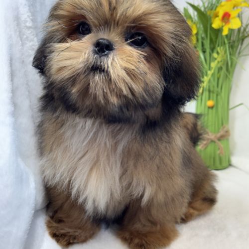 Bambi, mâle type shih tzu fauve uni #4