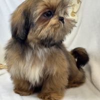 Bambi, mâle type shih tzu fauve uni #1