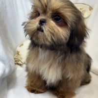 Bambi, mâle type shih tzu fauve uni #2