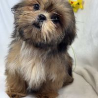 Bambi, mâle type shih tzu fauve uni