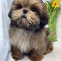 Bambi, mâle type shih tzu fauve uni #4